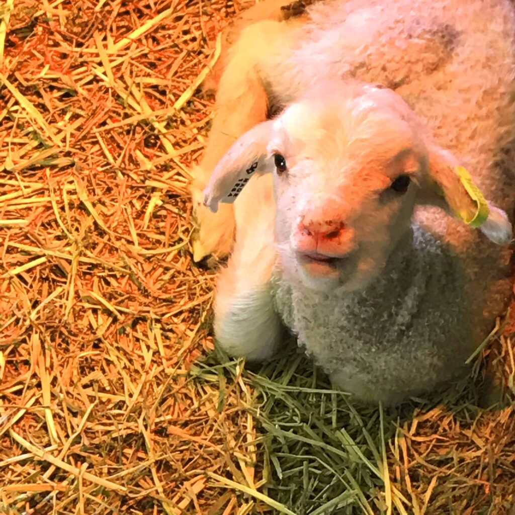 Lucy the lamb Magic Valley