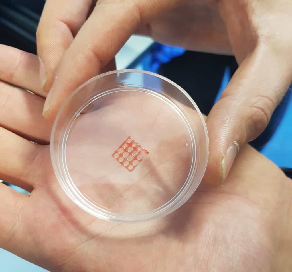 cultivated seabass fillet