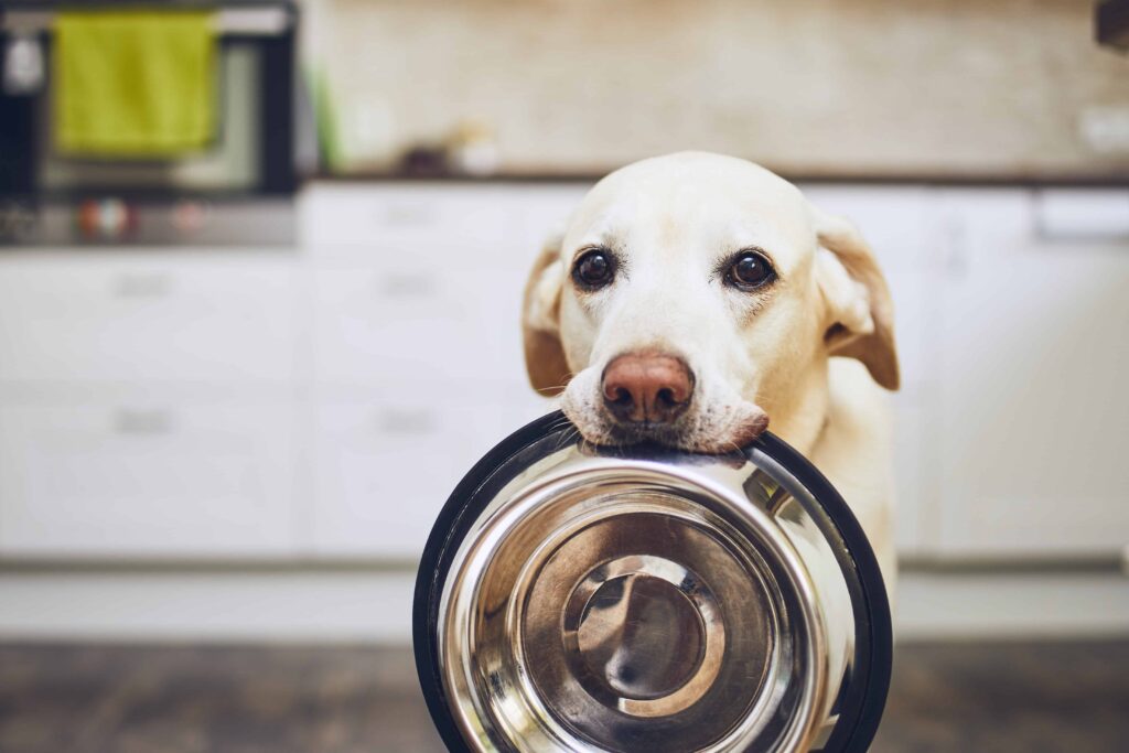 Dog holding a plate, waiting for food