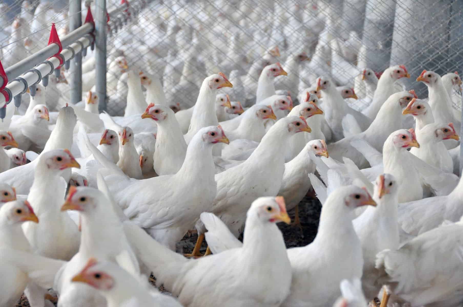 embrapa¡s white poultry