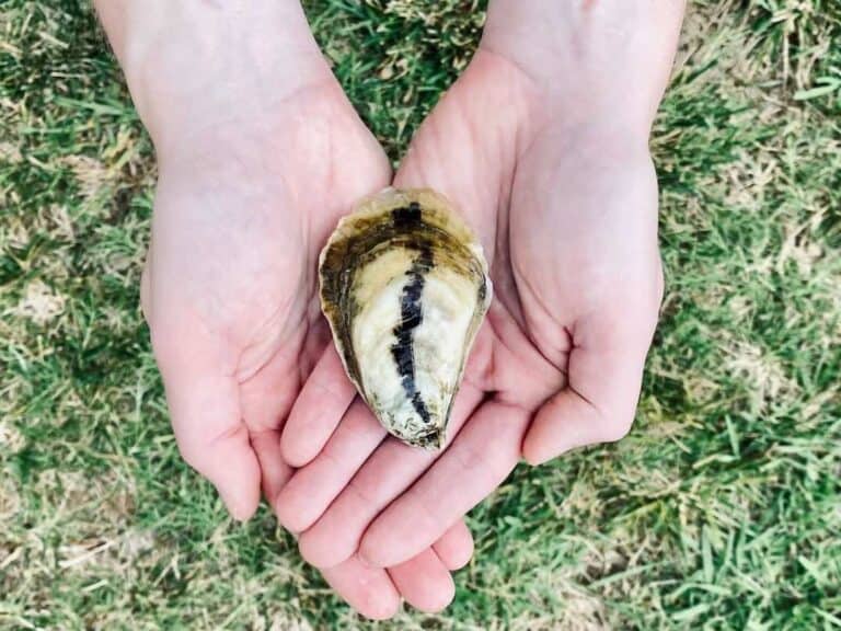 Pearlita Foods oyster