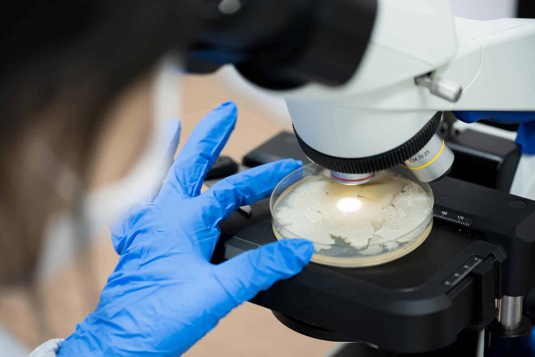 Fungi experiment