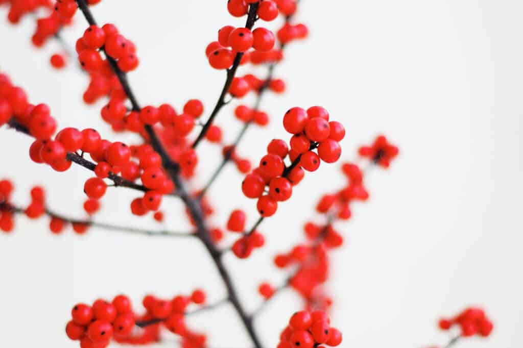 GALY, a plant-cell culture startup based in Brazil and Boston, USA, has raised $33 million in an oversubscribed Series B financing round to advance its proprietary platform for cultivated cotton from lab to pre-industrial scale.