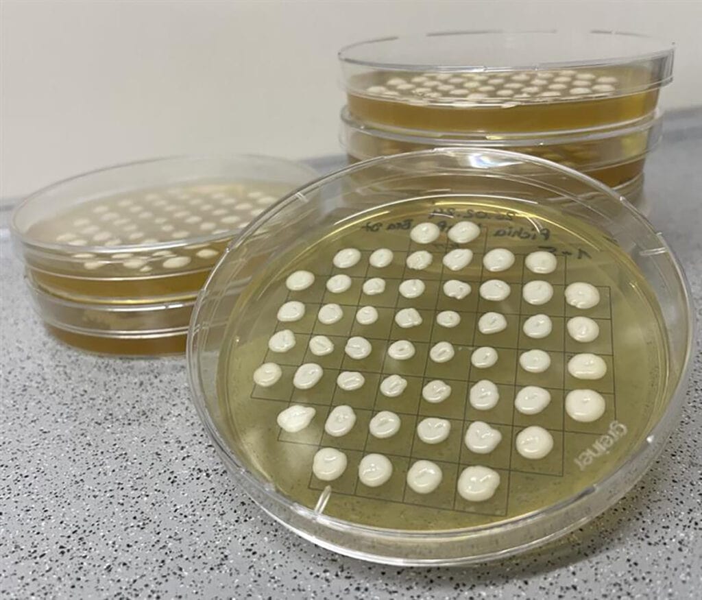 Fraunhofer IME develops new protein-based sweetener