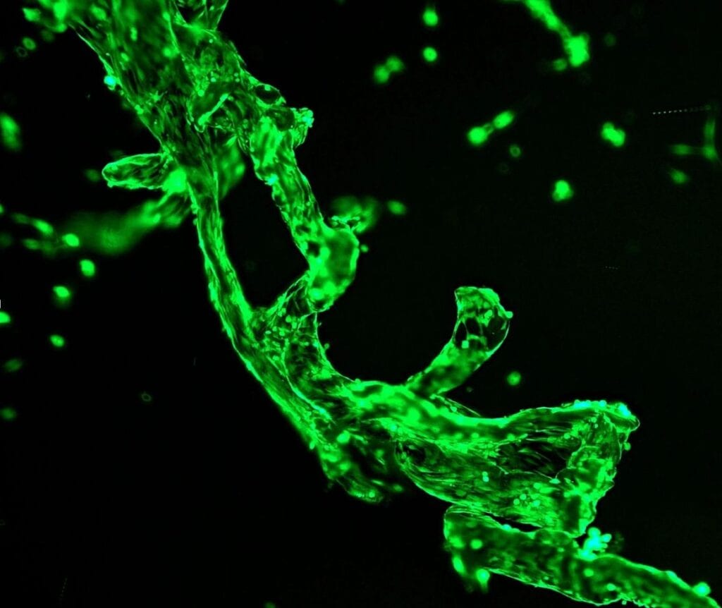Nexture Bio acquires Matrix Food Technologies