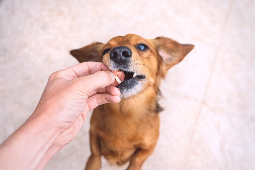dog treats