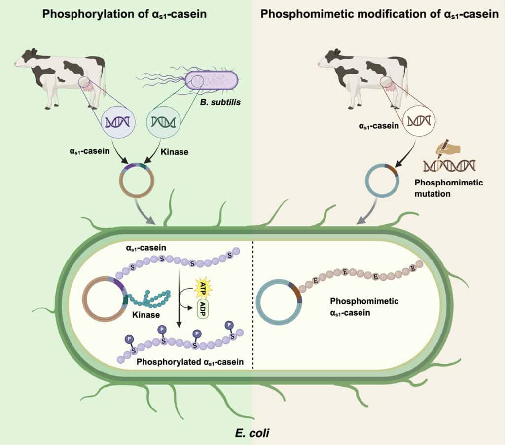Phosphorylation of casein