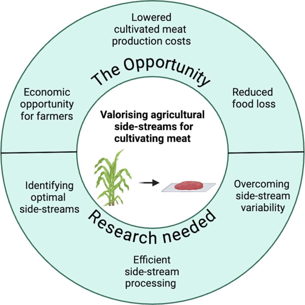 Agricultural waste could be used in cultivated meat production.