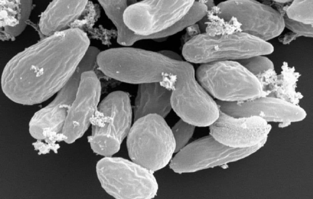 Dyadic Applied Biosciences announces milestone payments