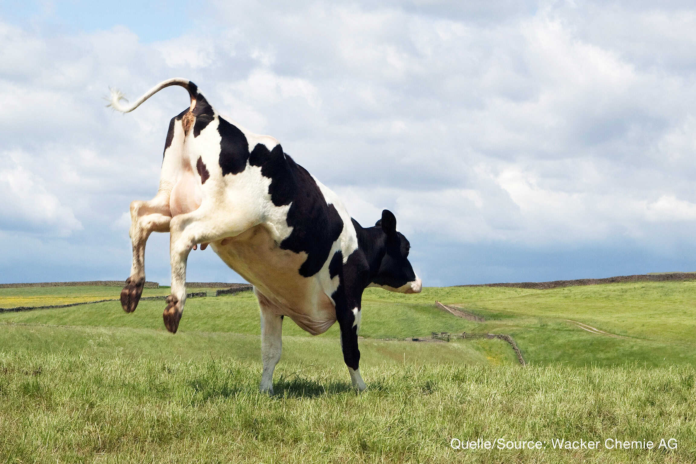 WACKER launches bioengineered growth factor for cultivated meat