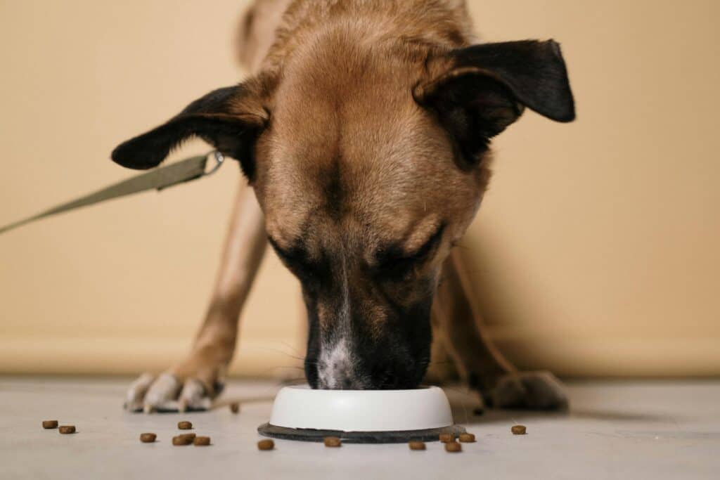 Studies reveal significant interest in sustainable diets for pets