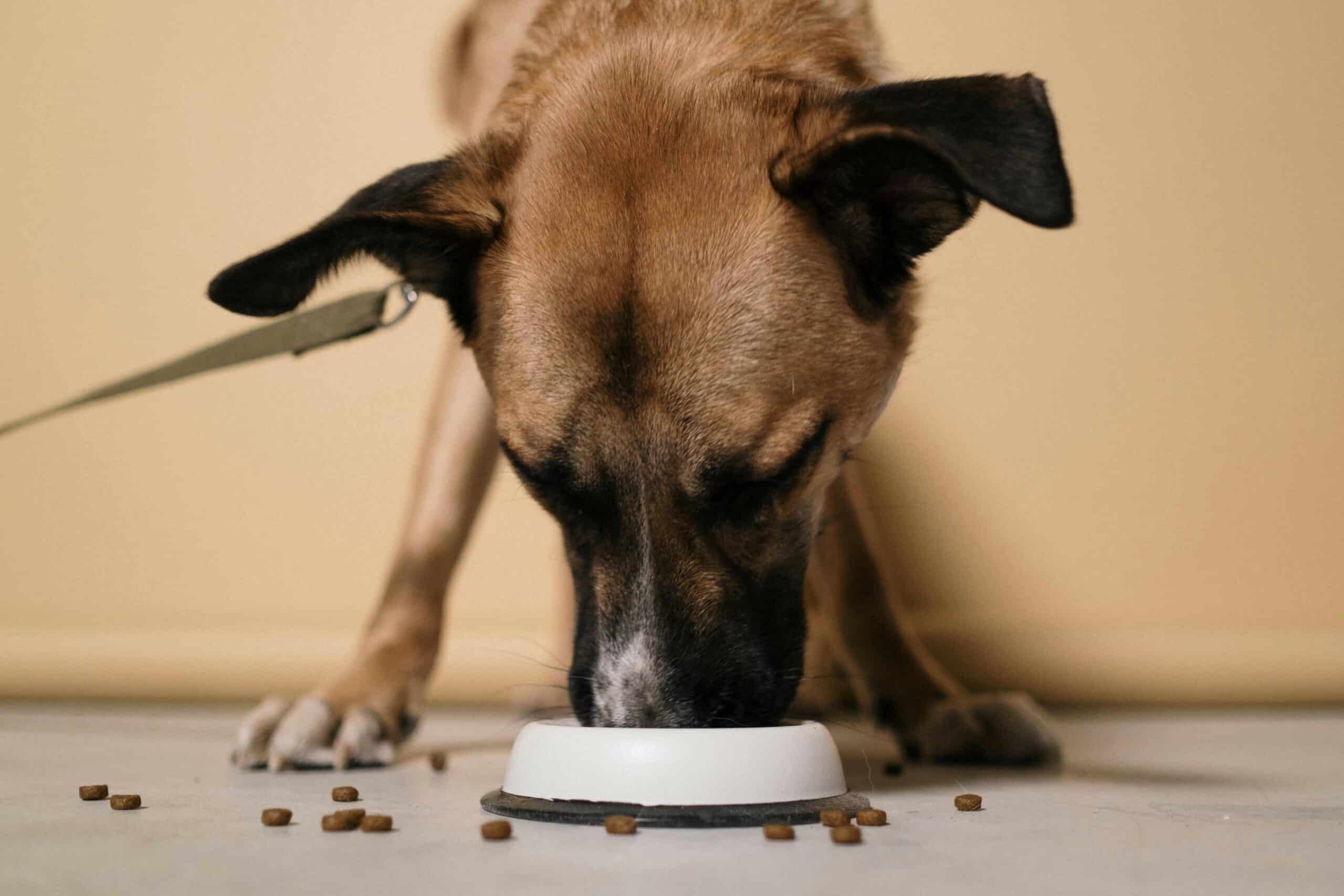 Studies reveal significant interest in sustainable diets for pets