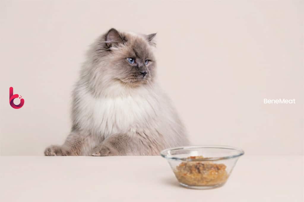 BeneMeat cat