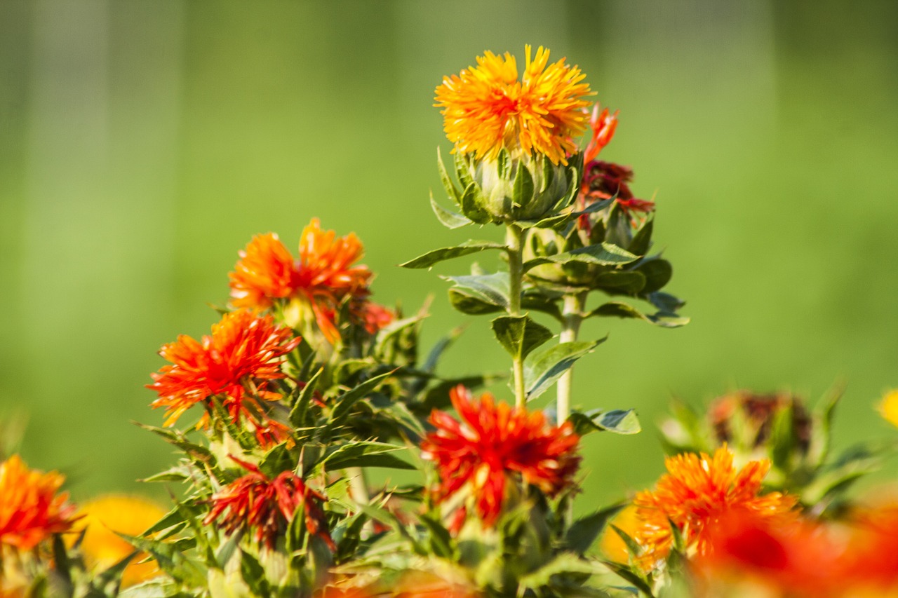 stock safflower