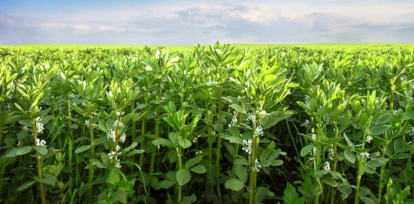 Feld mit faba bohnen pflanzen