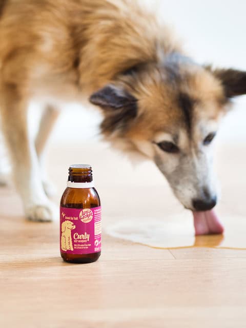 © vegan4dogs