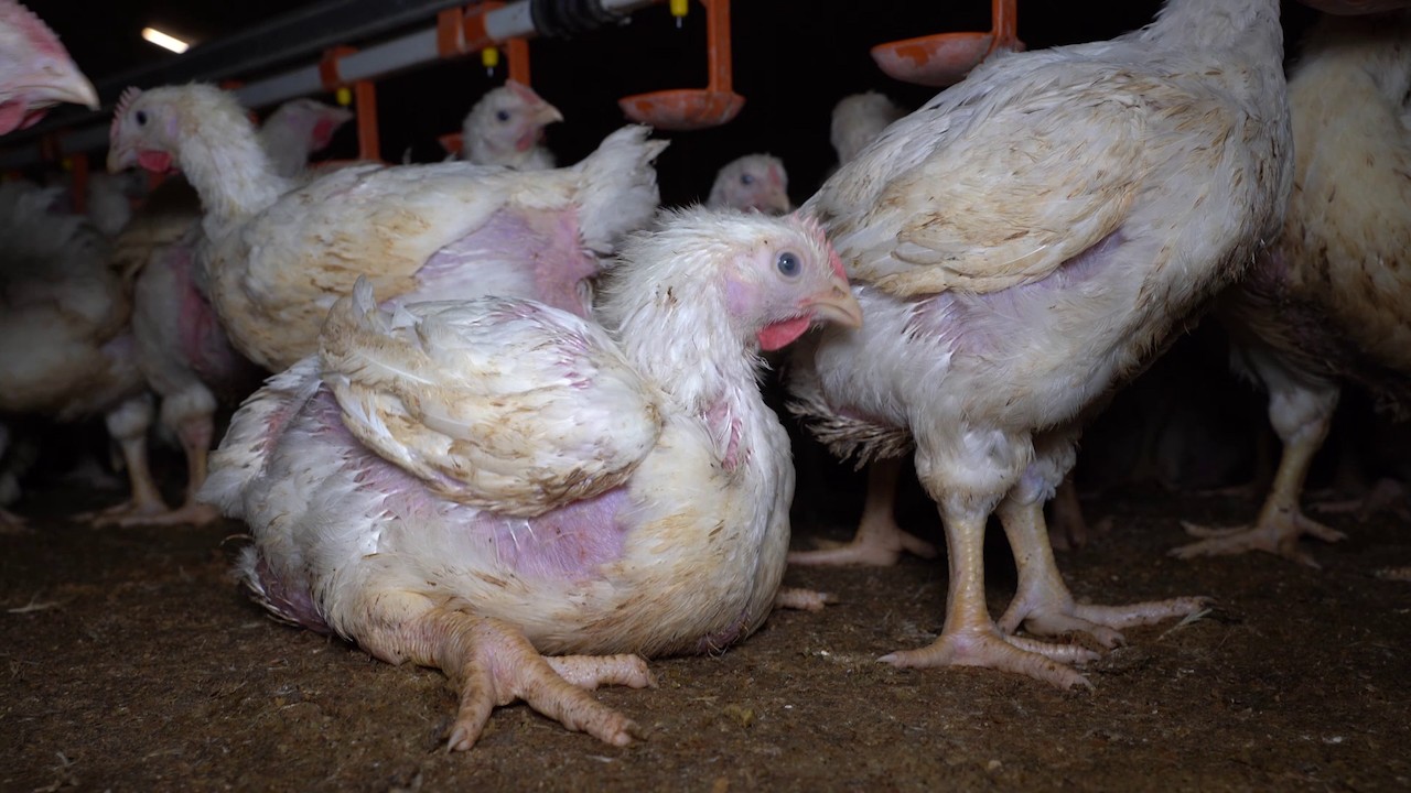 Beispielbild huhn qualzucht 2022 bildquelle animal welfare observatory