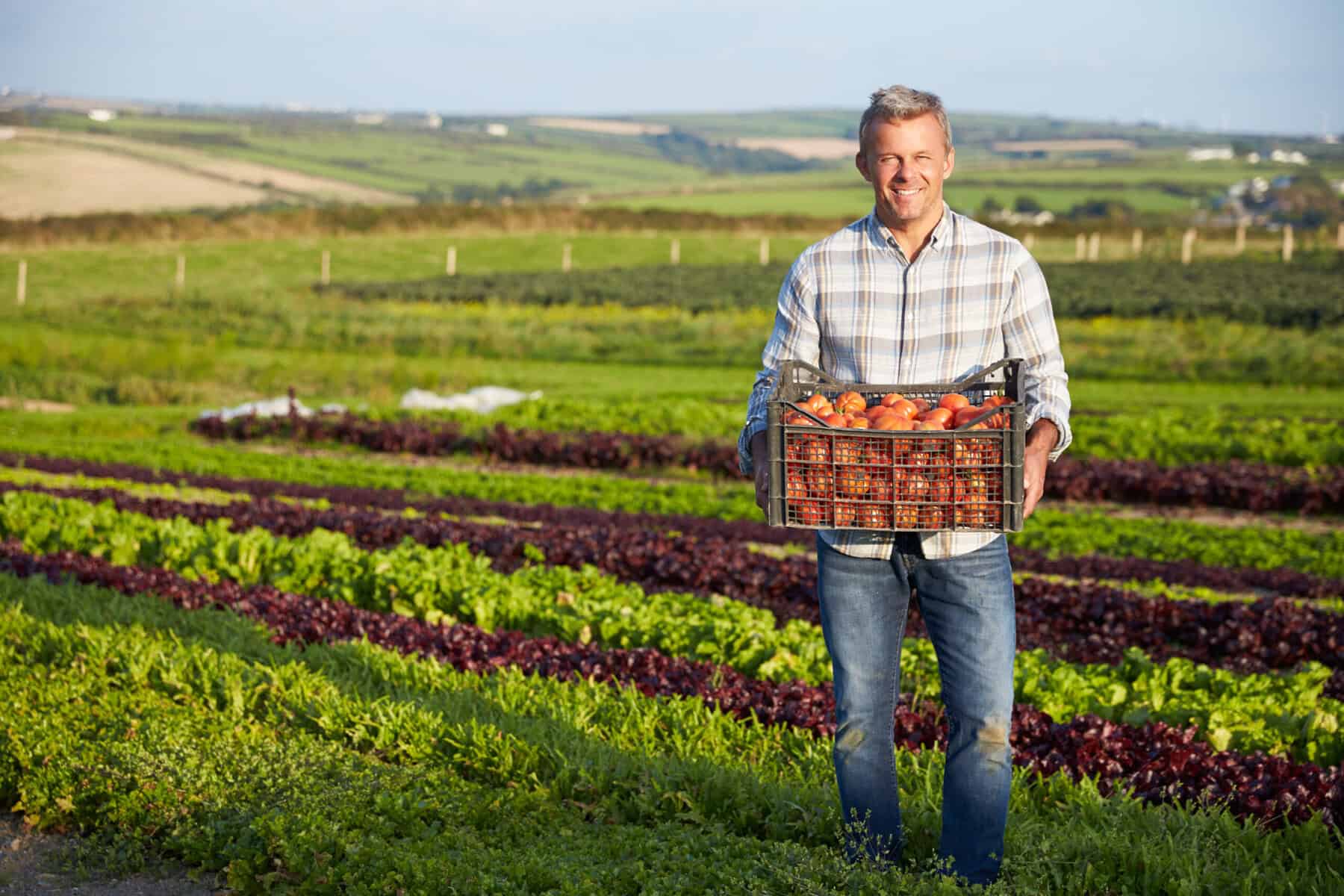 Bauer landwirtschaft anbau tomaten feld pflanzlich