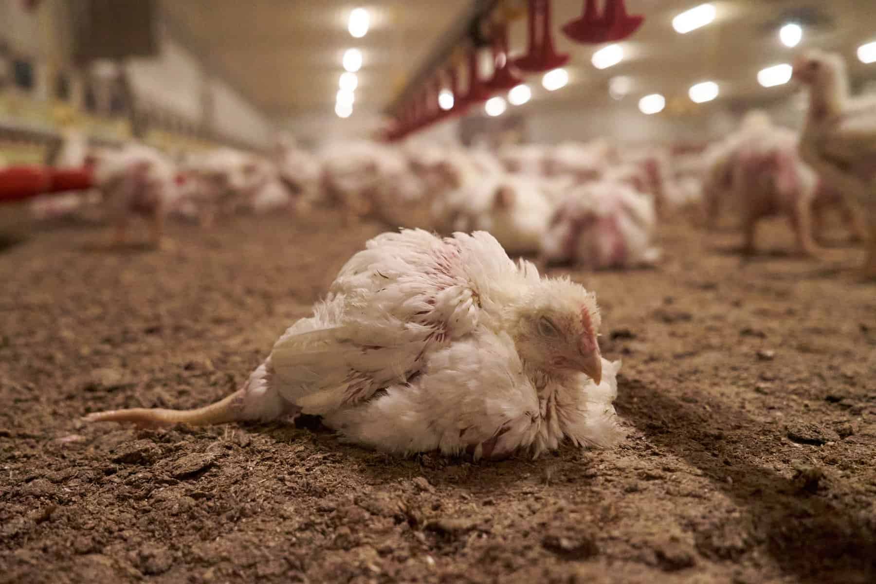Huhn in der hühnchenfleischproduktion