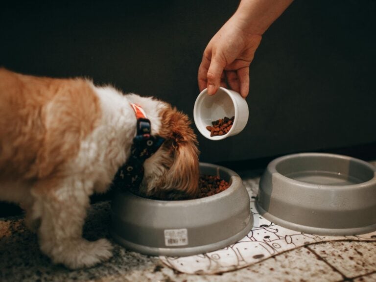 Hund isst aus napf mit hundefutter