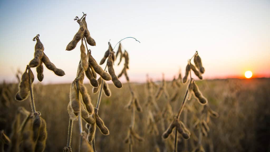 Soybeans grown at bradford research center.