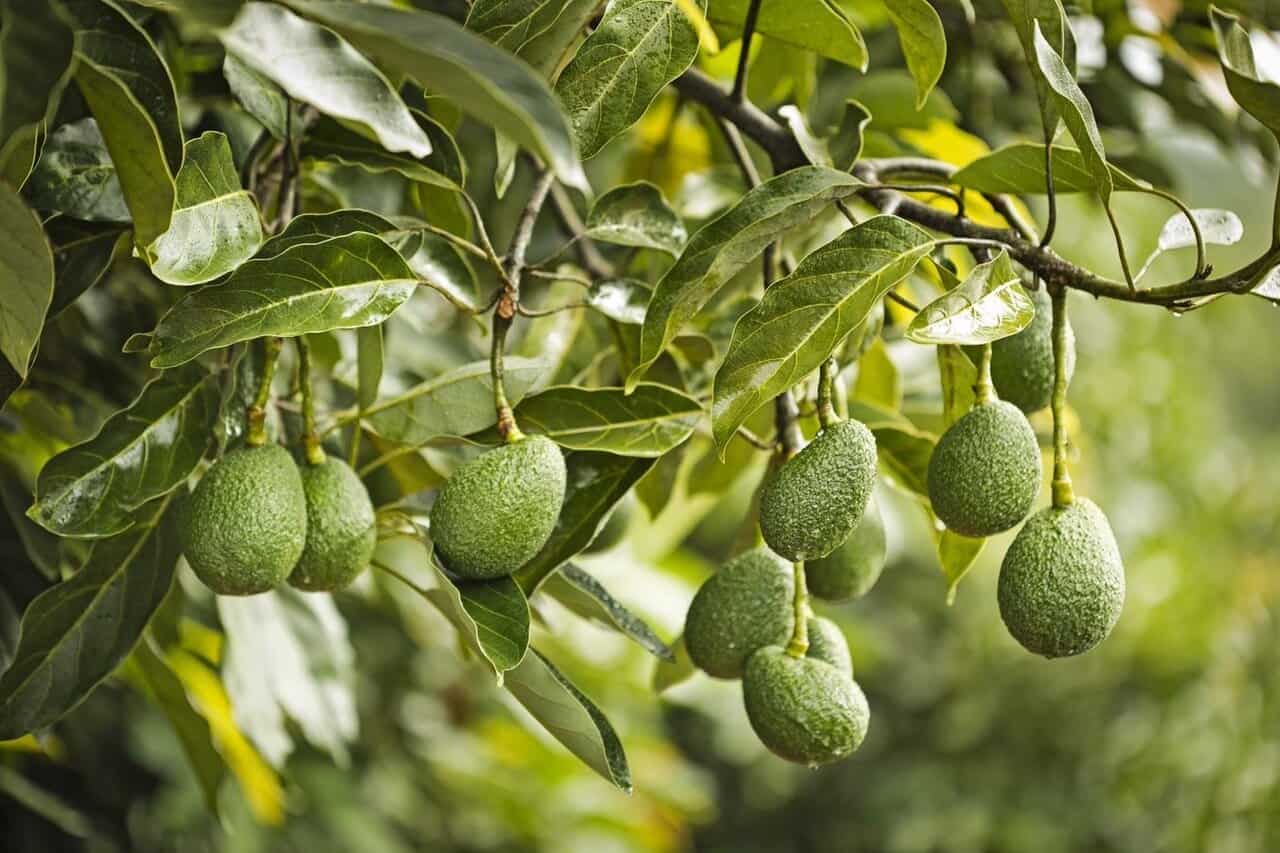 © world avocado organisation