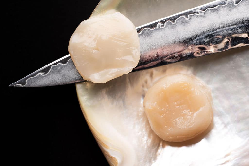 Aquaculture scallops 1