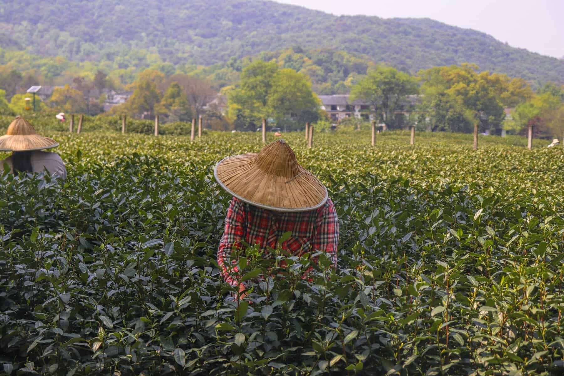 Stock soy fields china