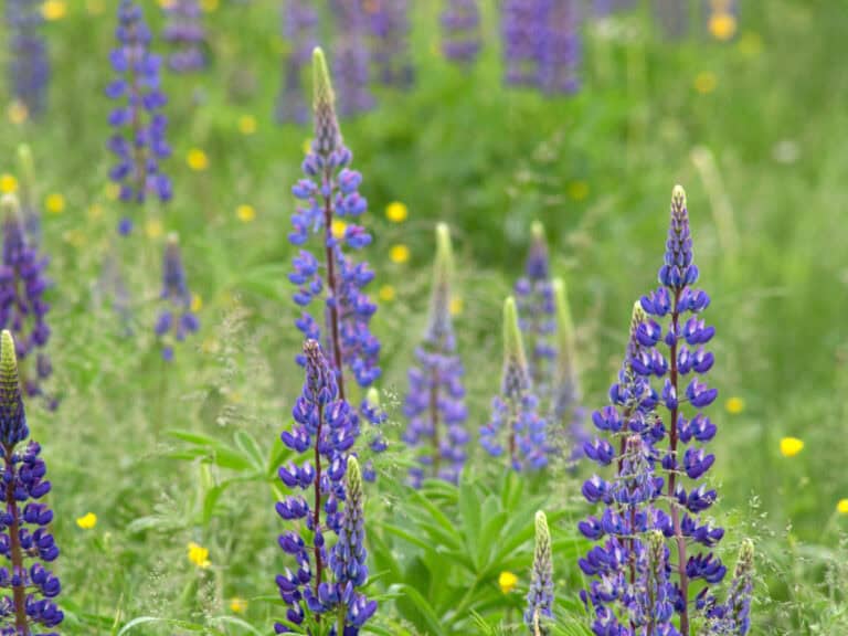 Süßlupine