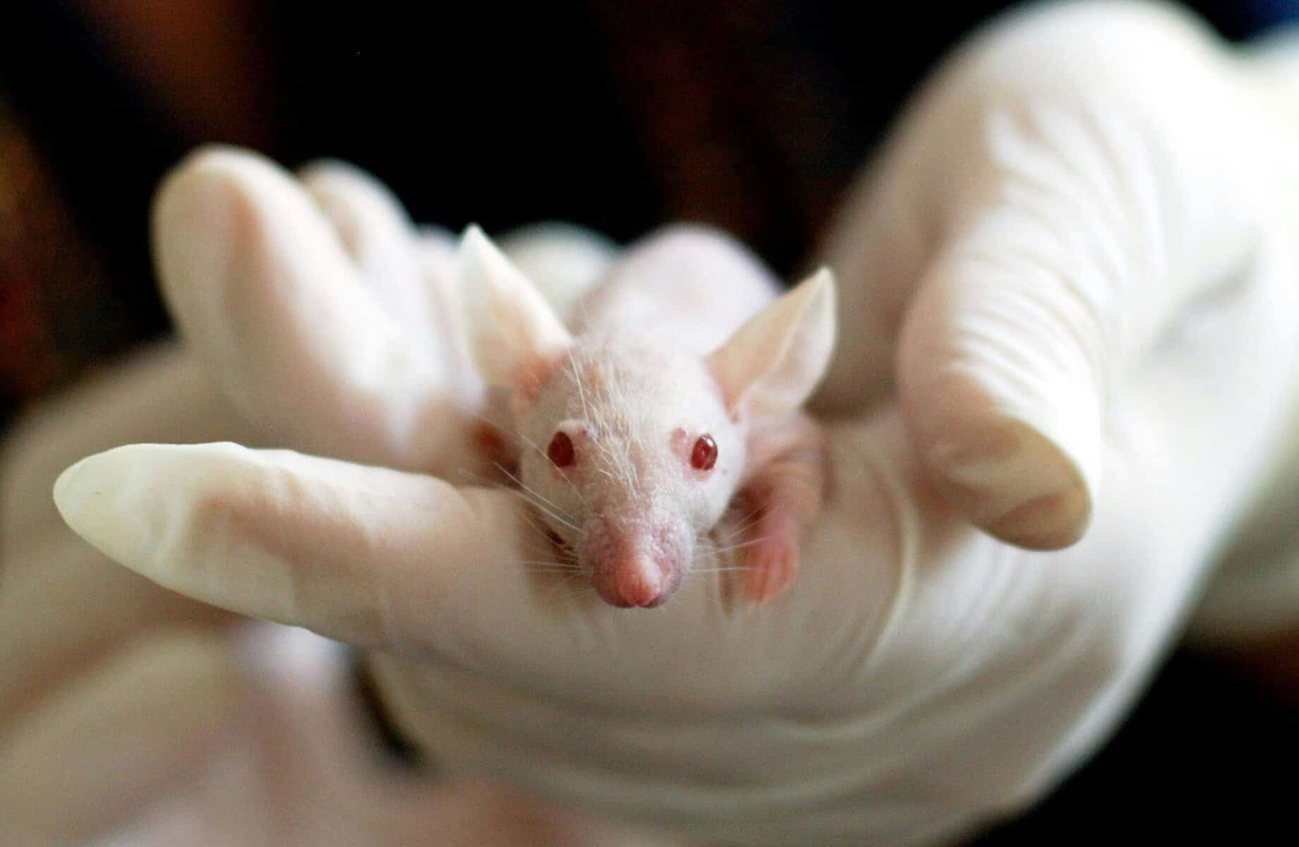 Nahaufnahme einer weißen maus, die von einer behandschuhten hand gehalten wird, als symbol für laborforschung und experimente