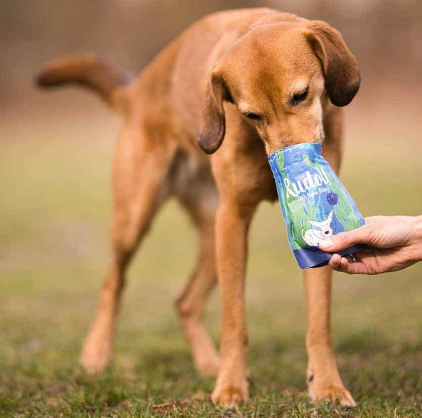 Vegan4dogs