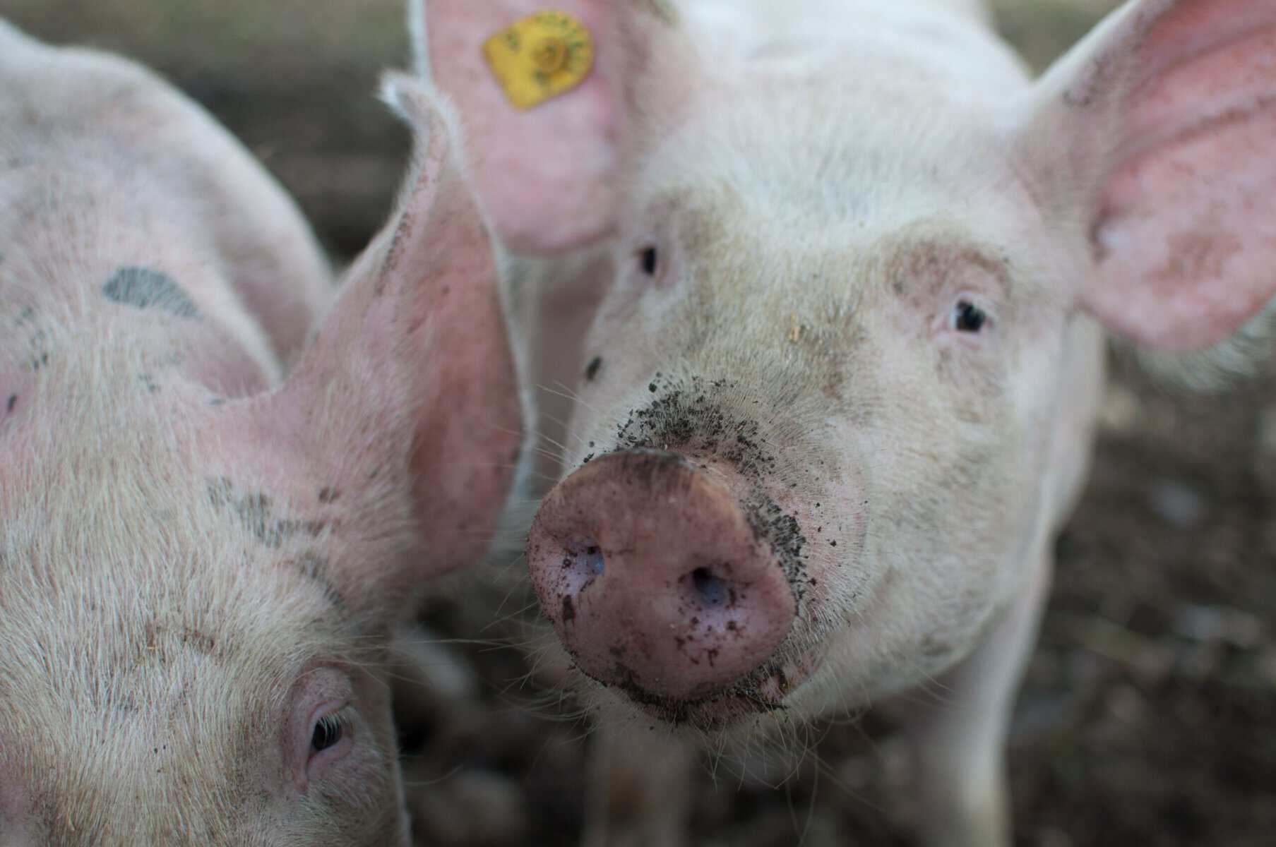 Bundesregierung: Keine Reduktionsziele für Tierhaltung trotz Klimarisiken - vegconomist: Das vegane Wirtschaftsmagazin