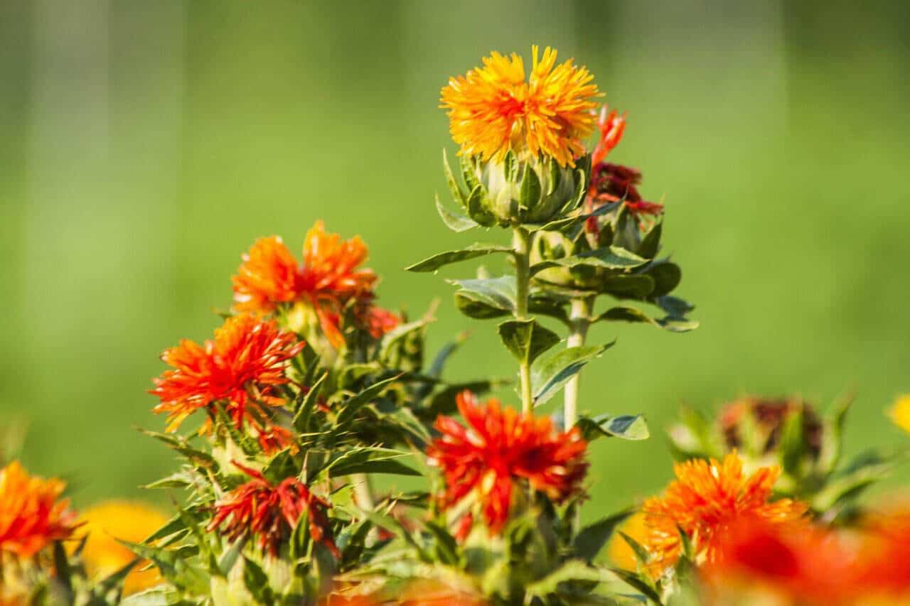 Safflower stock
