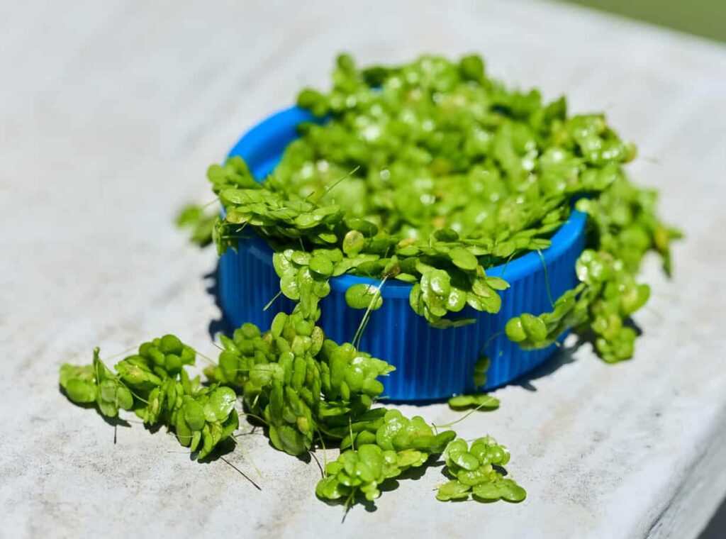 Aquatic plant Lemma