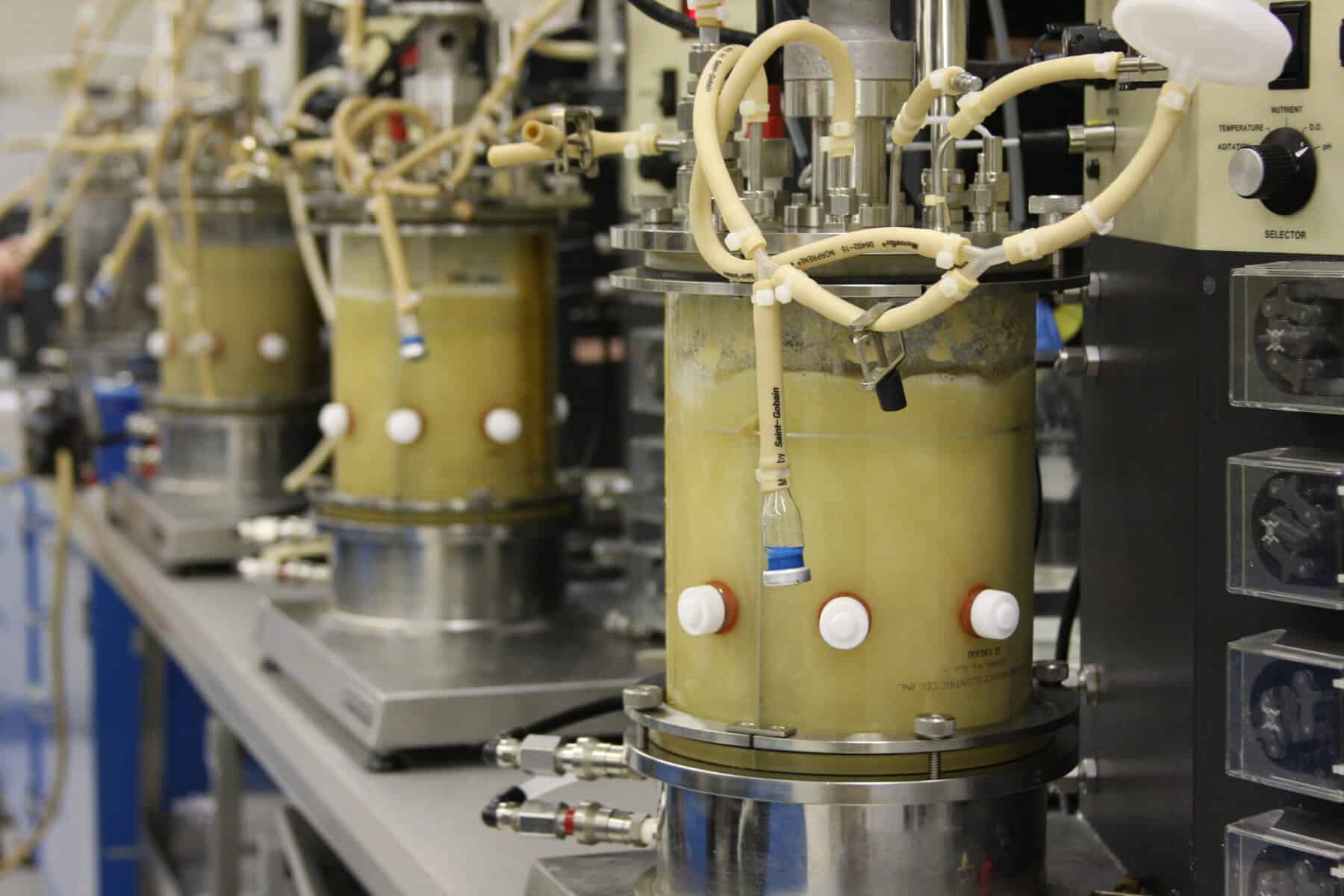 Michigan State University fermentation