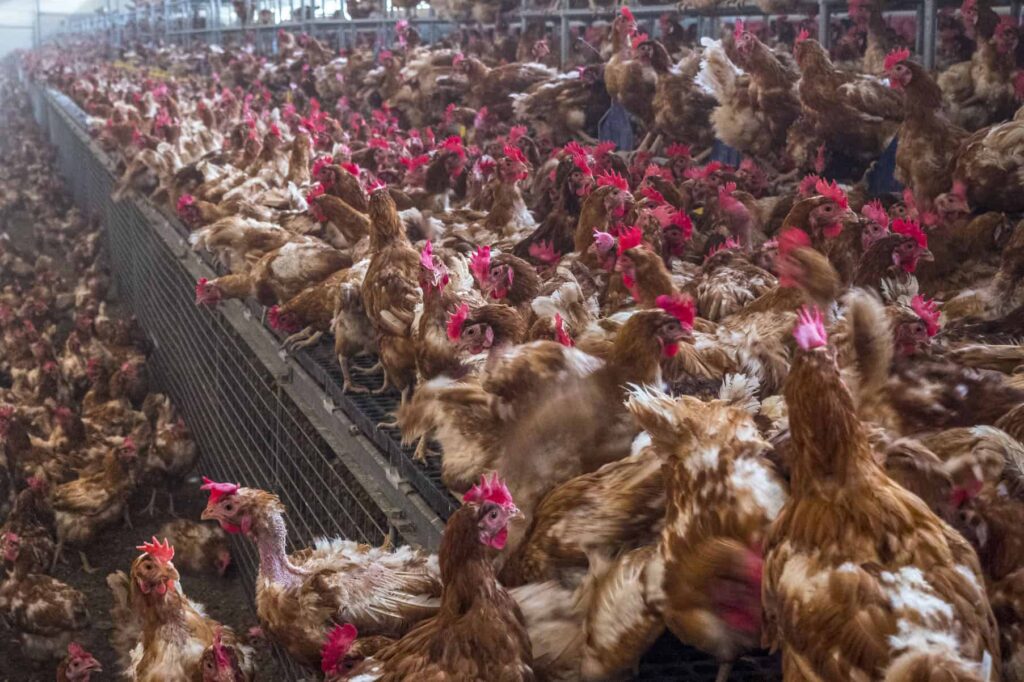 chickens on an egg farm