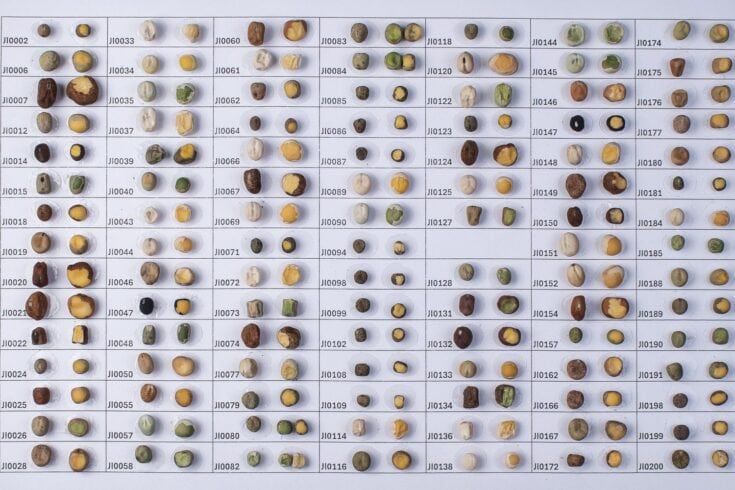 New Scientific Breakthrough Could Unlock Development of Sustainable, Resilient and Nutritious Pea Crops – vegconomist