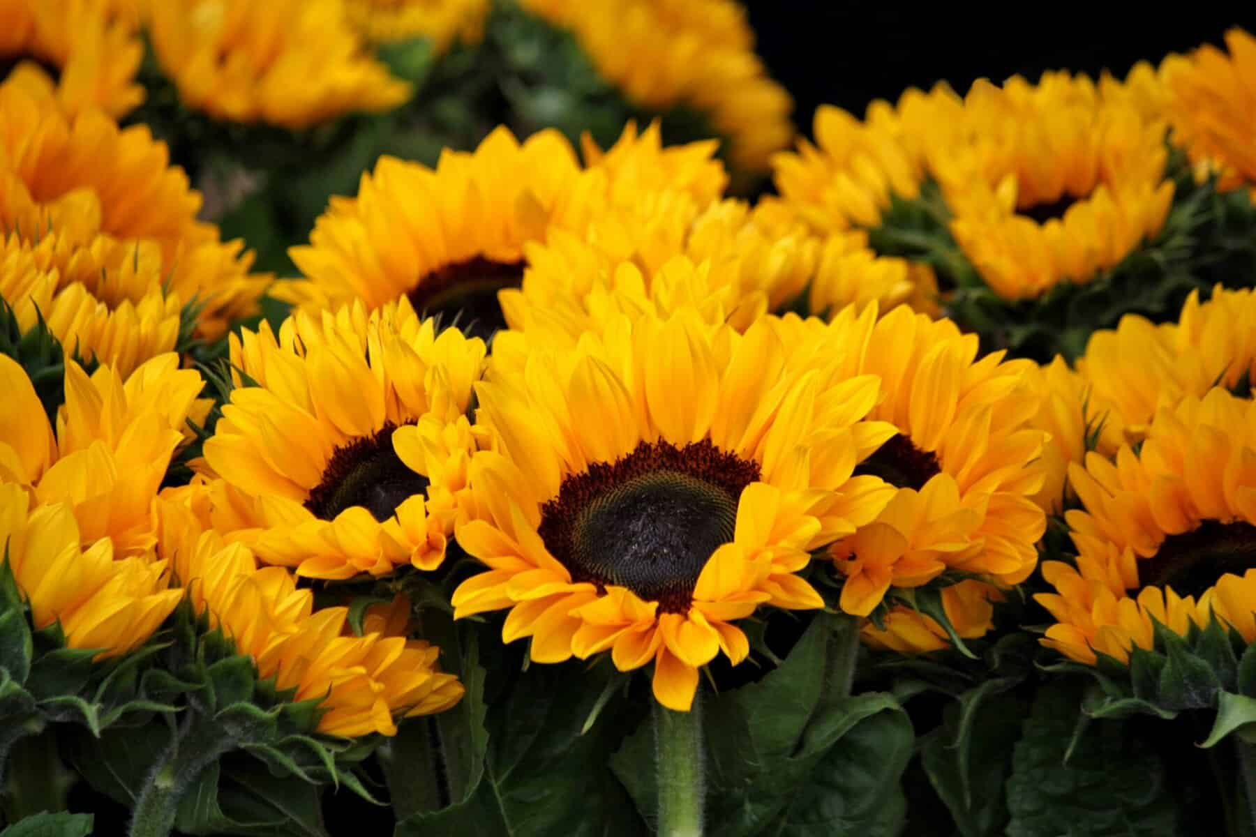Sunflower stock