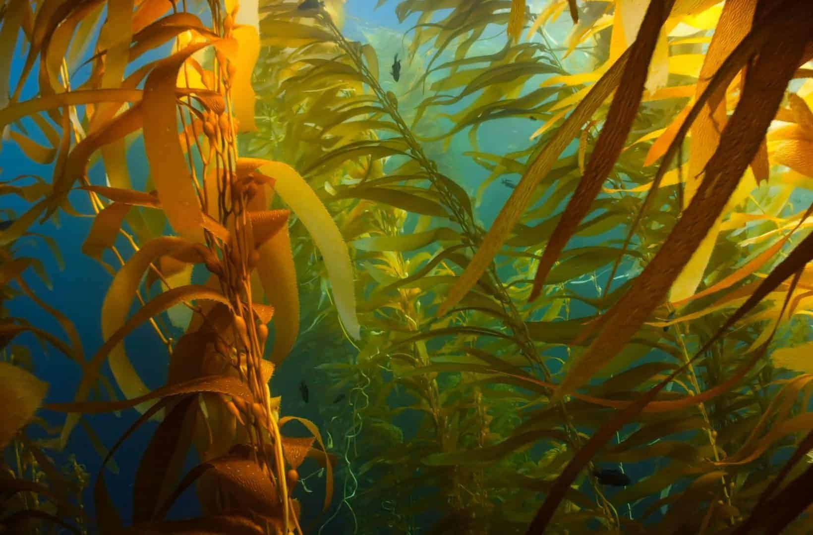 seaweed stock