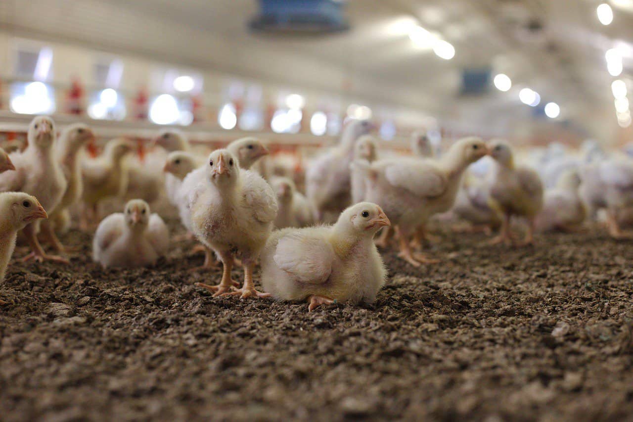 Switzerland introduces labelling requirements for foods made with painful procedures