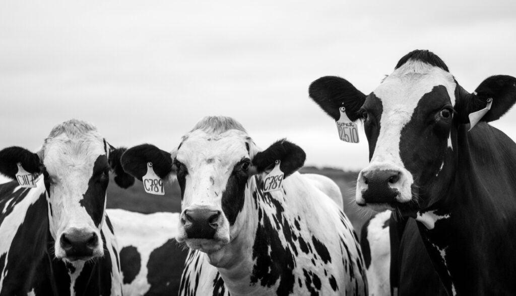 Cow stock