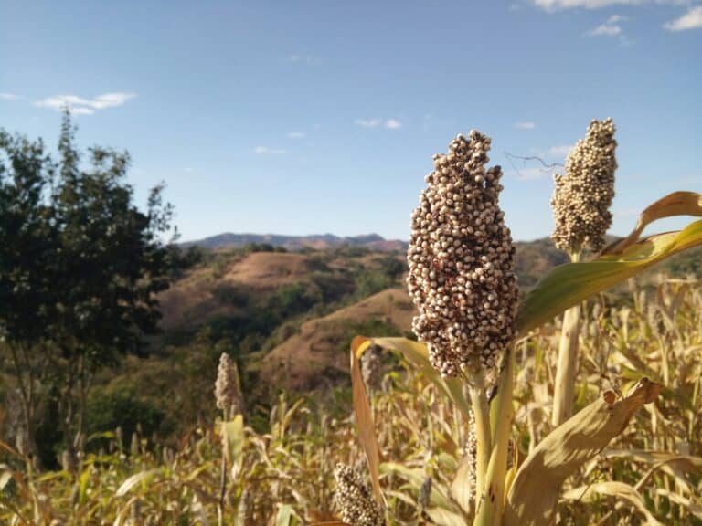 stock image sorghum