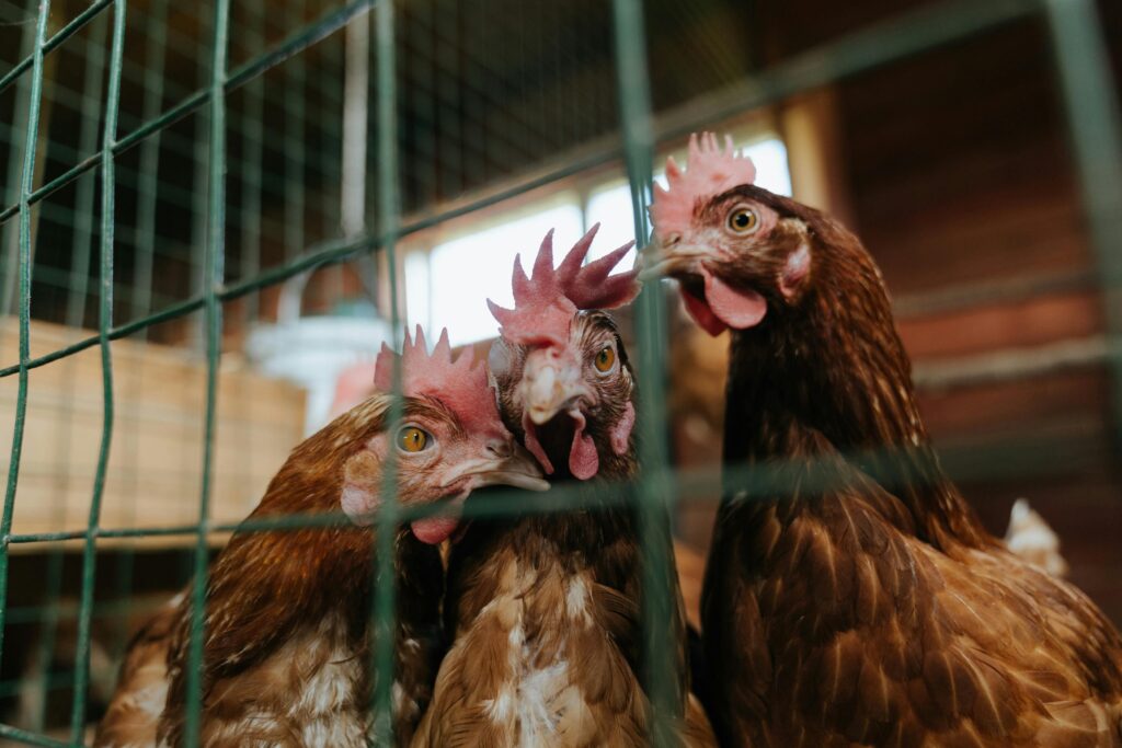 EU Lawmakers Press Commission for Cage Ban Timeline as Activists Stage Four-Day Brussels Protest