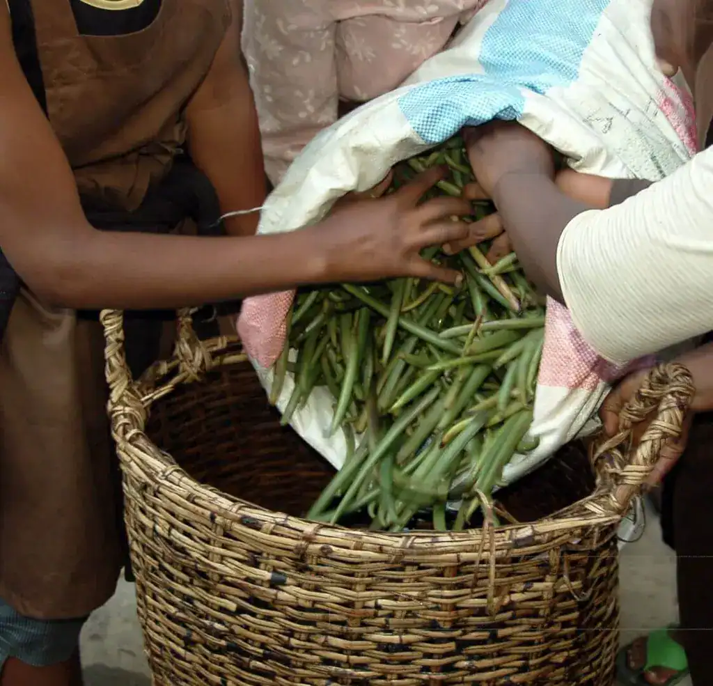 IFF Bets on Origin-Based R&D with New Madagascar Facility for Vanilla Innovation