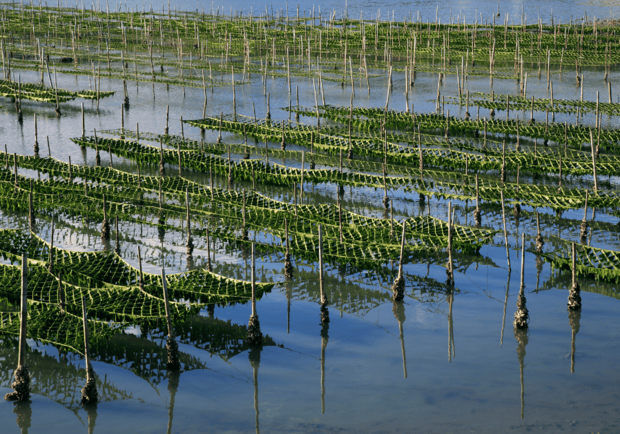 Guest Post: Is Eating More Seaweed the Ethical Answer To Meeting Food Security Needs?