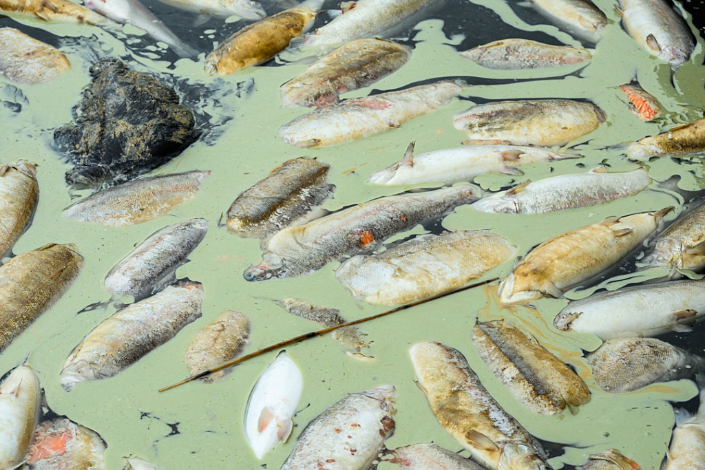 Guest Post: Is Eating More Seaweed the Ethical Answer To Meeting Food Security Needs?