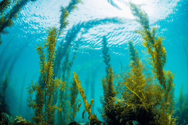 Guest Post: Is Eating More Seaweed the Ethical Answer To Meeting Food Security Needs?