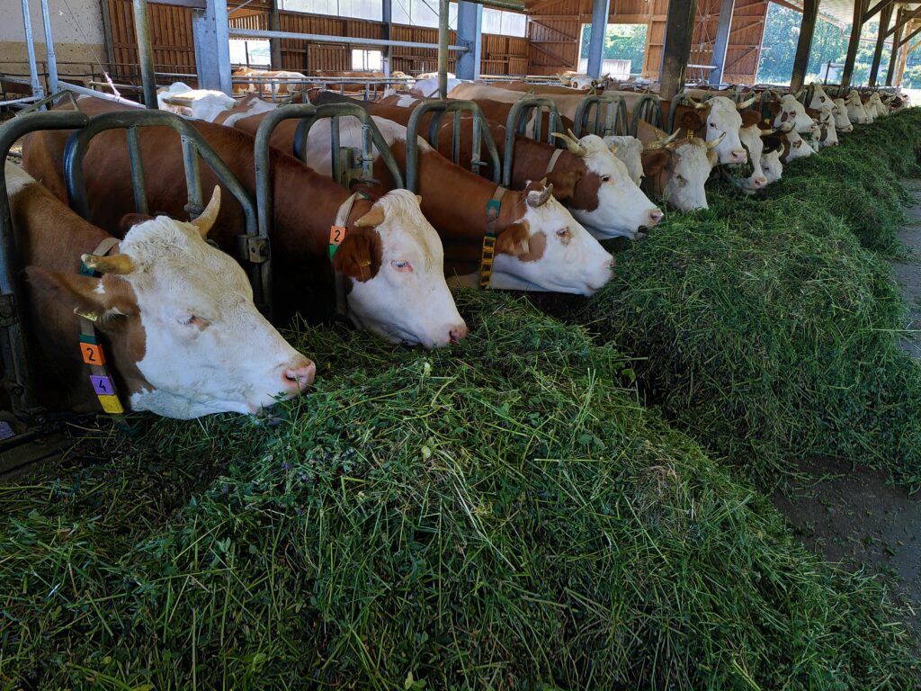 What the Mycotoxin Headlines About Plant-Based Food Are Missing