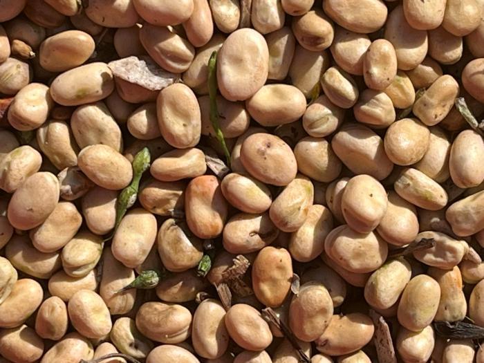 Ireland’s Six-Year Plant Protein Research Program Wraps Up With Eye on Export Markets