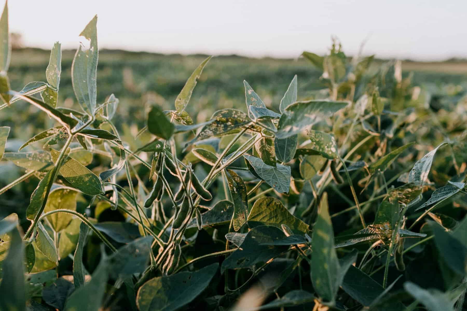 Canadian Agrifood Hub AgSphere Partners with EIT Food to Open European Market Access for Startups